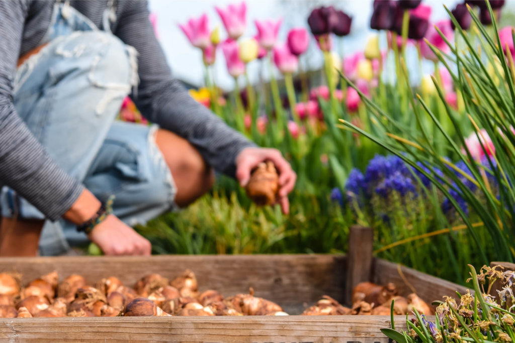 Wanneer bloembollen planten? Blog Gardelly Lente in de Tuin